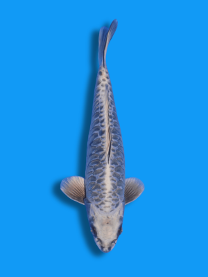 Aragoke Mukashi | Koi&Co.